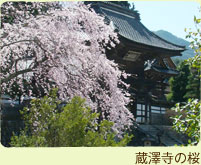 蔵澤寺の桜